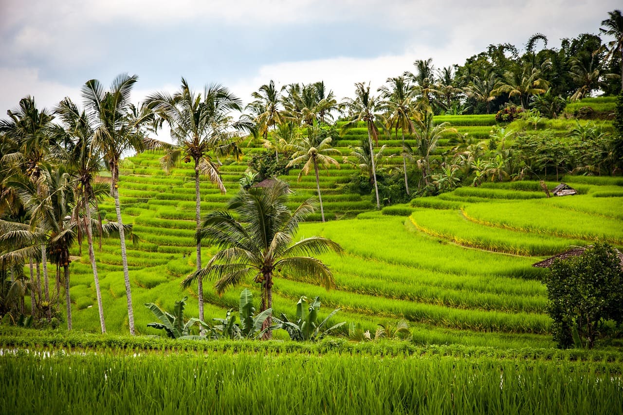 Plantation de riz